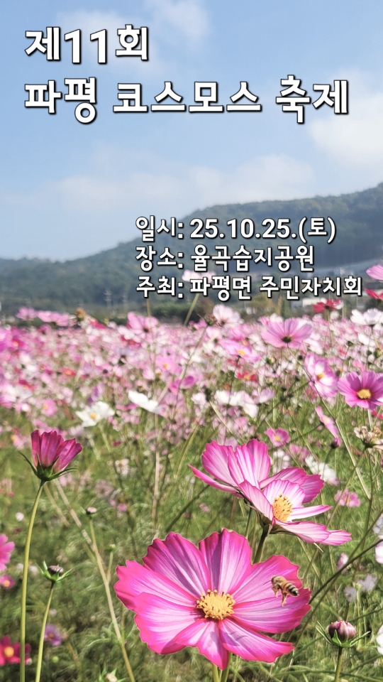 [파평면] 제11회 파평 코스모스 축제 썸네일